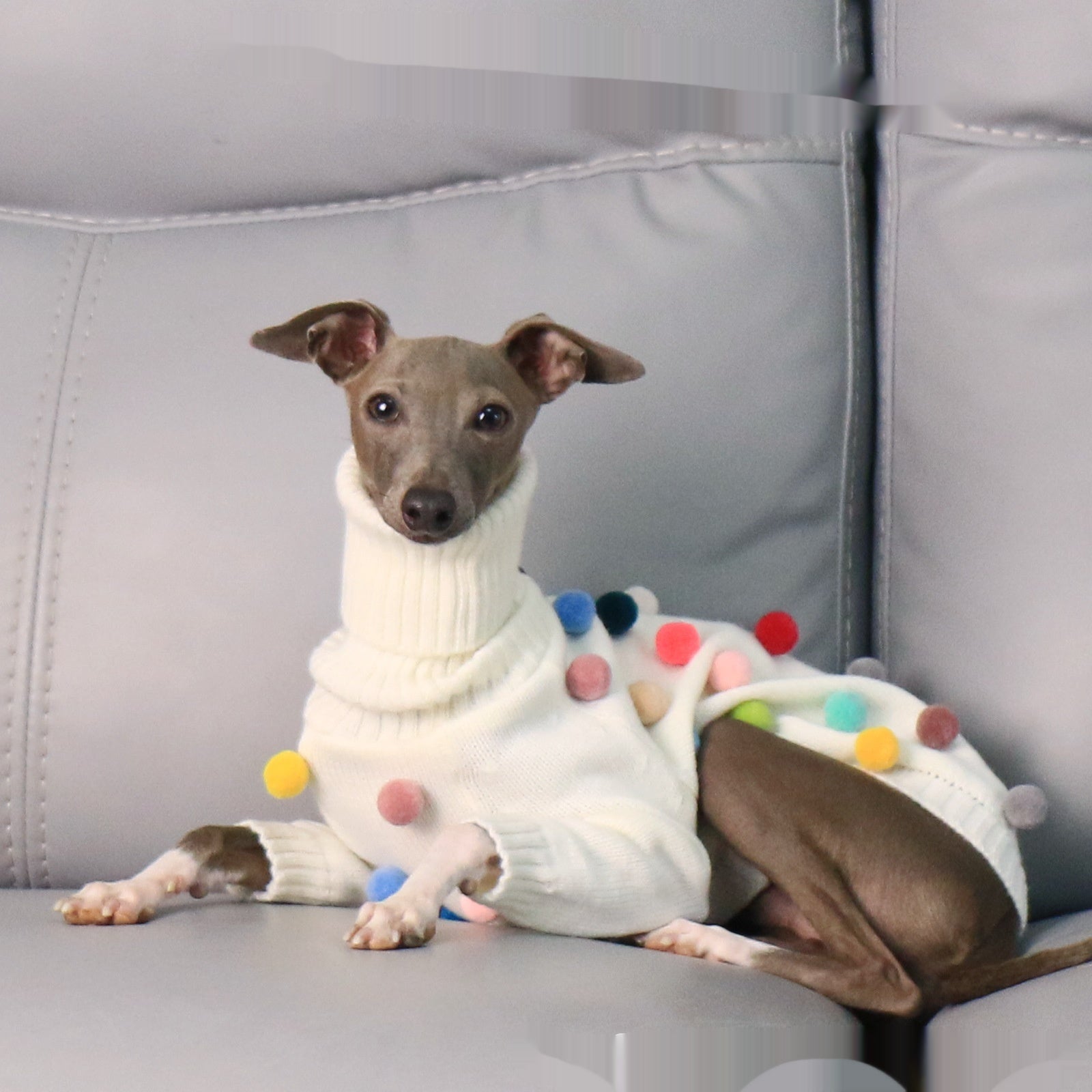 Chandail de Noël de Whippet