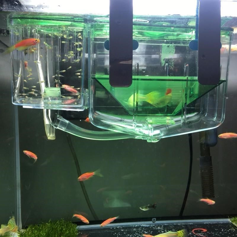 Boîte d'éclosion guppy malade boîte d'isolement de poisson combat poissons