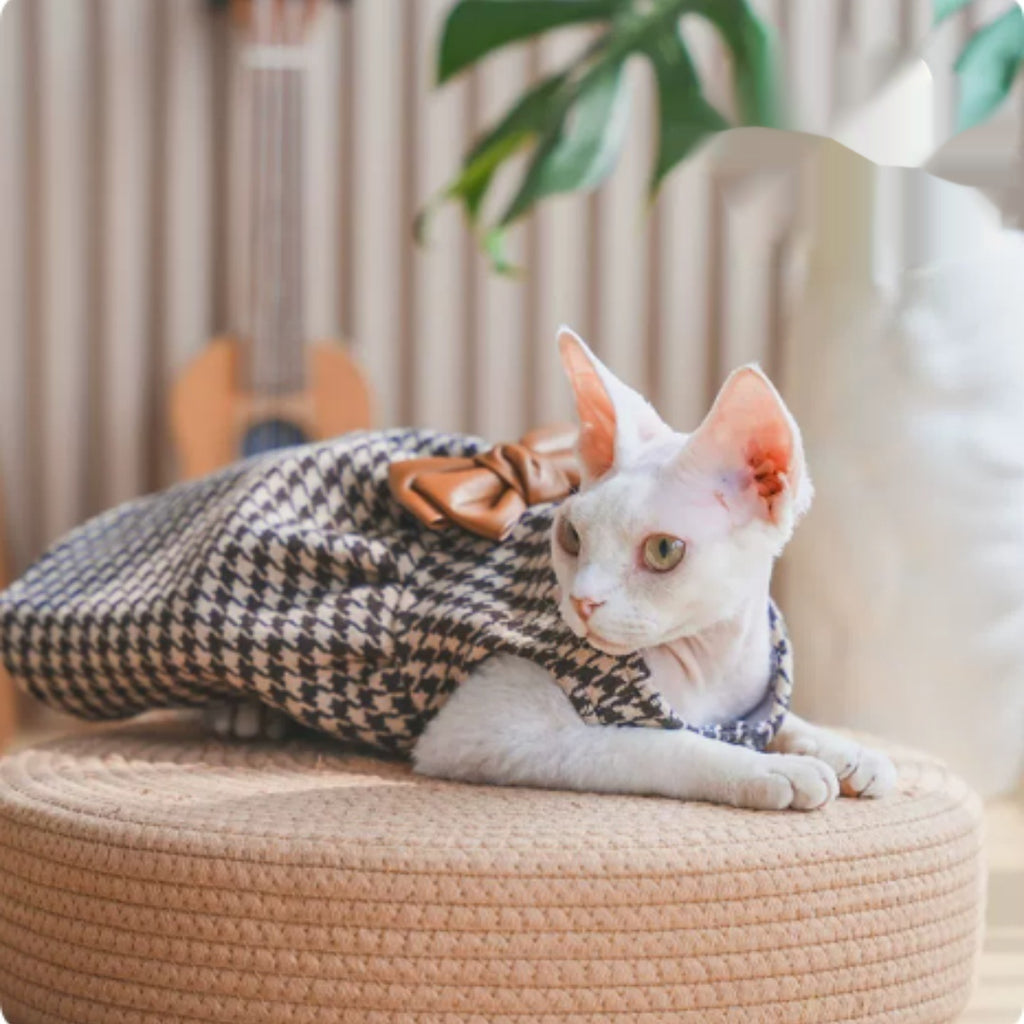 Robe sans cheveux Cat Devon Cat Kitten