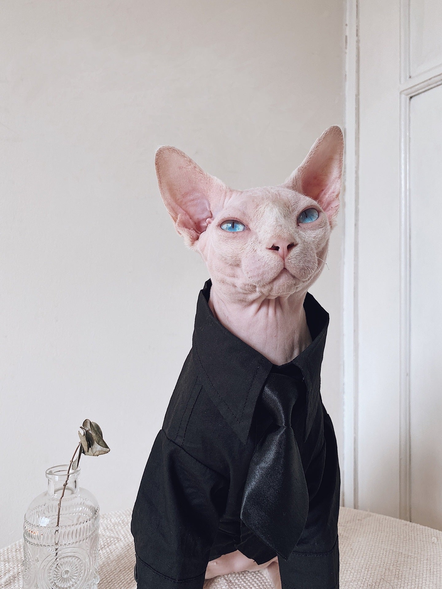 Robe de chat Sphynx Tie Vest Blazer Set pour chats sans cheveux