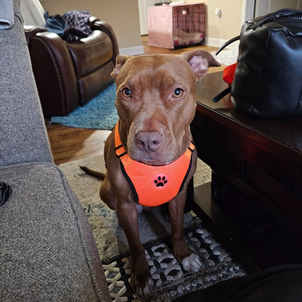 Fournitures pour animaux de compagnie Explosions Amazon Dog Leash Small Dog Vest Cost Strap Reflective Dog Rope Wh
