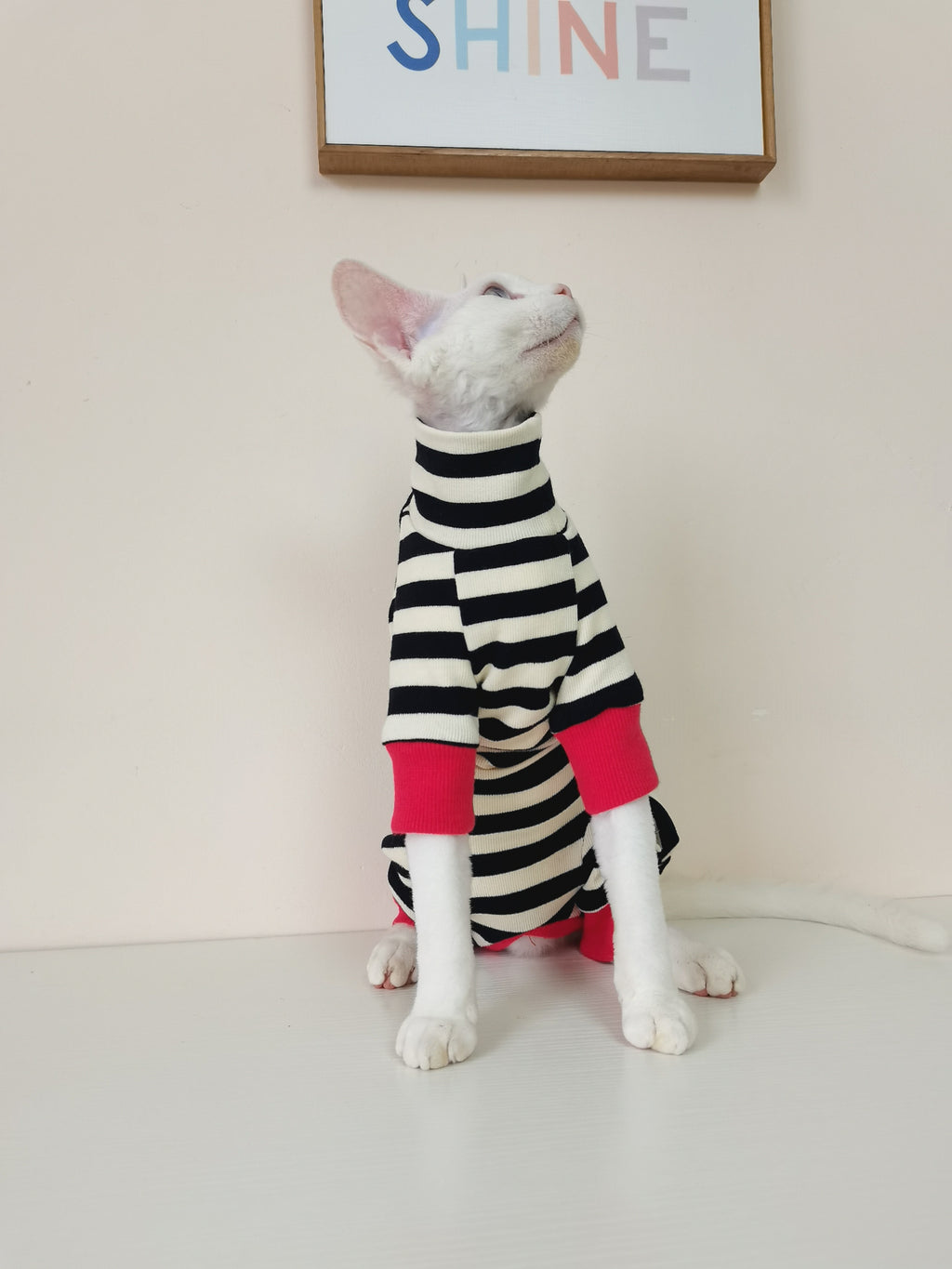 Vêtements pour chats à quatre pattes, sans fourrure