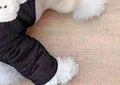Poodle dog vêtements Coton rembourré Coat Four-leg Flèche doublée