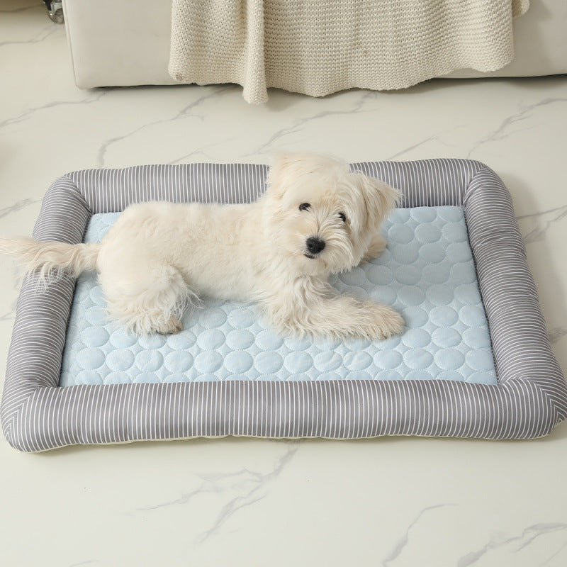 Chien de soie de glace de chat cool