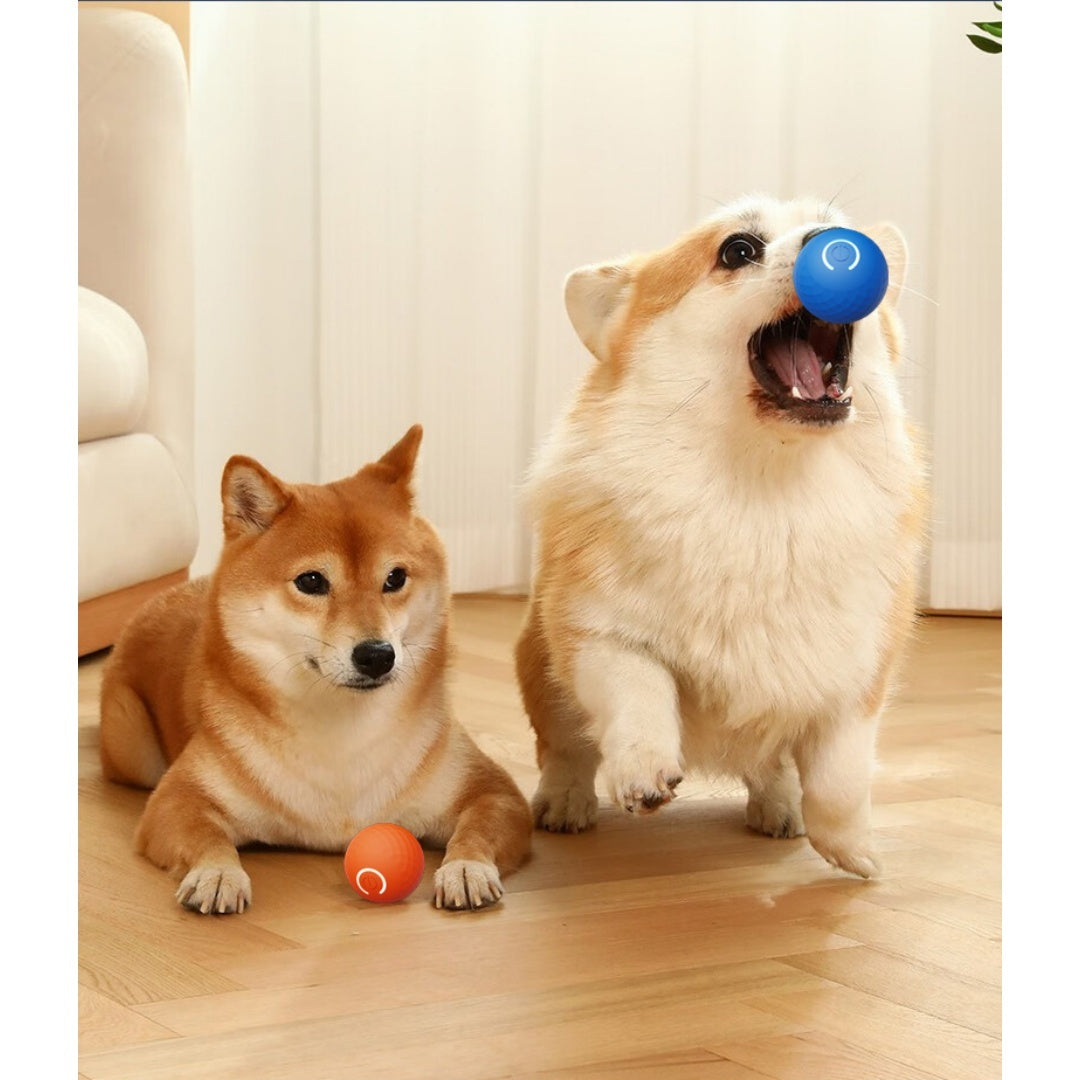 Boule de jouet électrique interactive pour chien gravitationnelle pour self-play