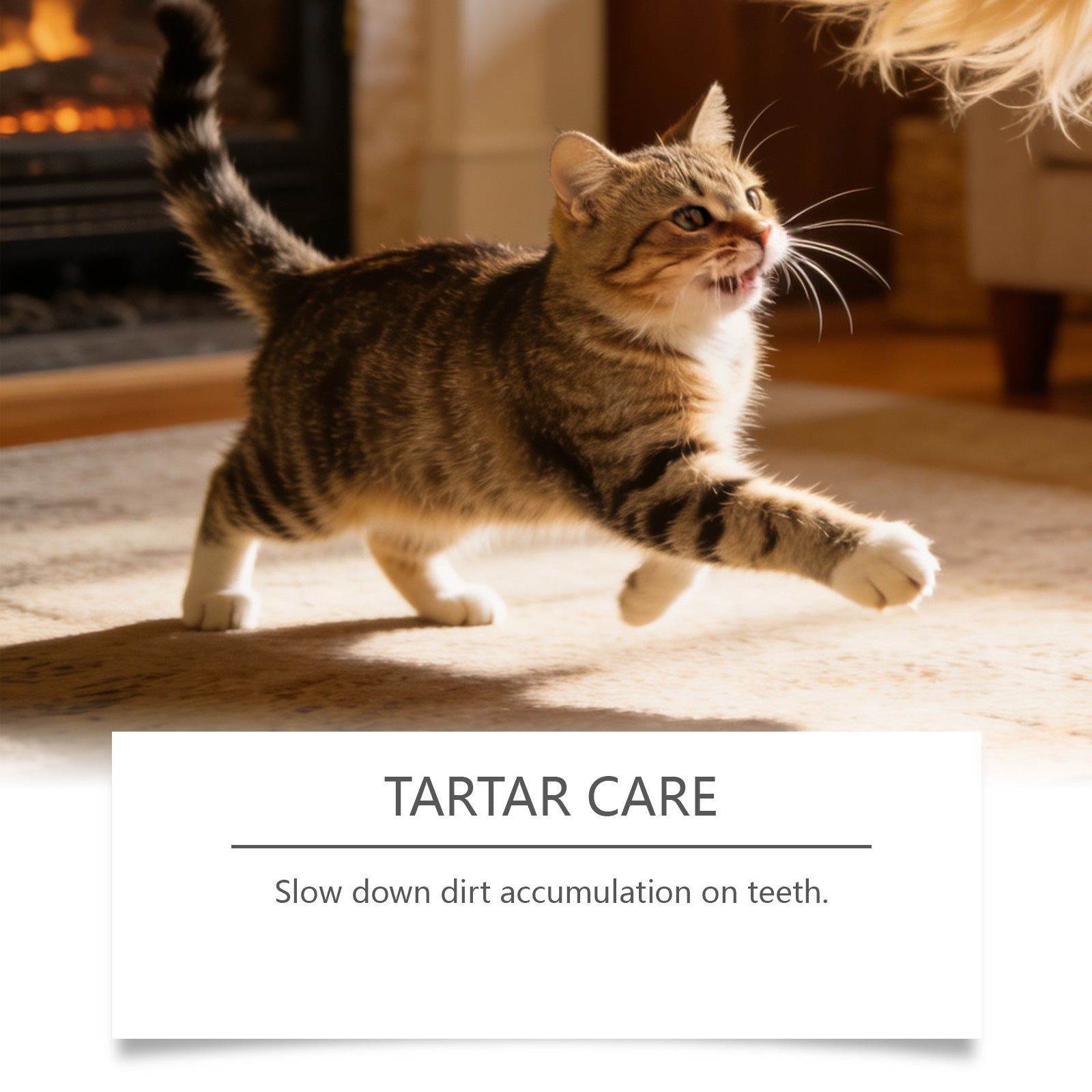 Vaporisateur de soins oraux pour animaux de compagnie