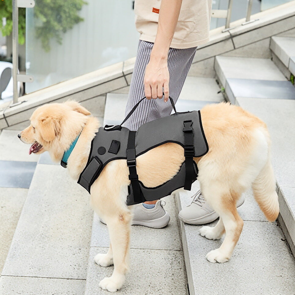 Assistance pour un chien avec jambes faibles
