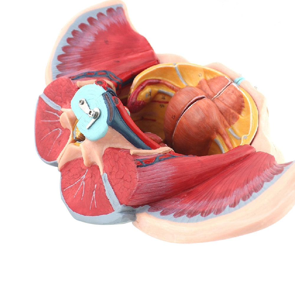 Modèle anatomique des muscles du plancher pelvien attachés à la femelle humaine Pelvis