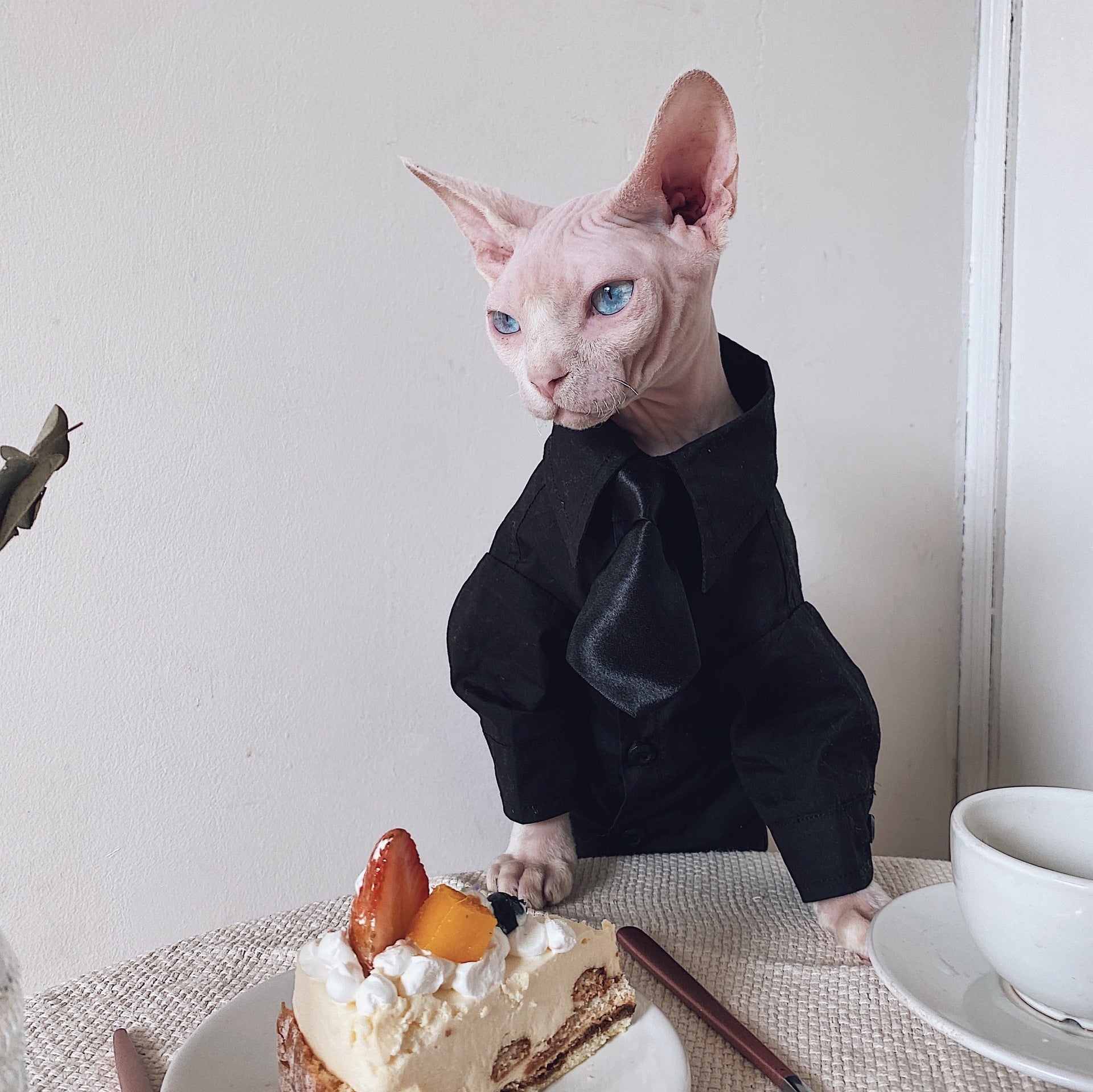 Robe de chat Sphynx Tie Vest Blazer Set pour chats sans cheveux
