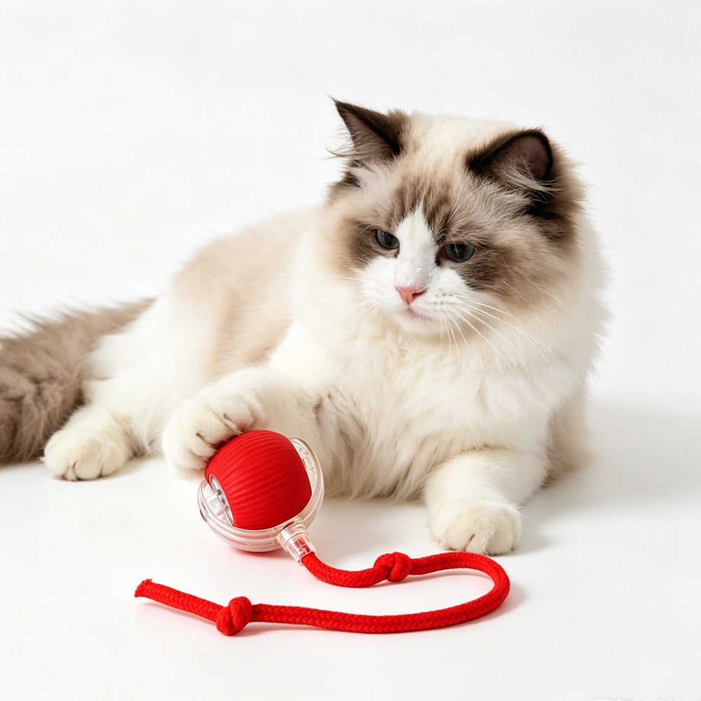 Jouet électrique de boule de chat de chien