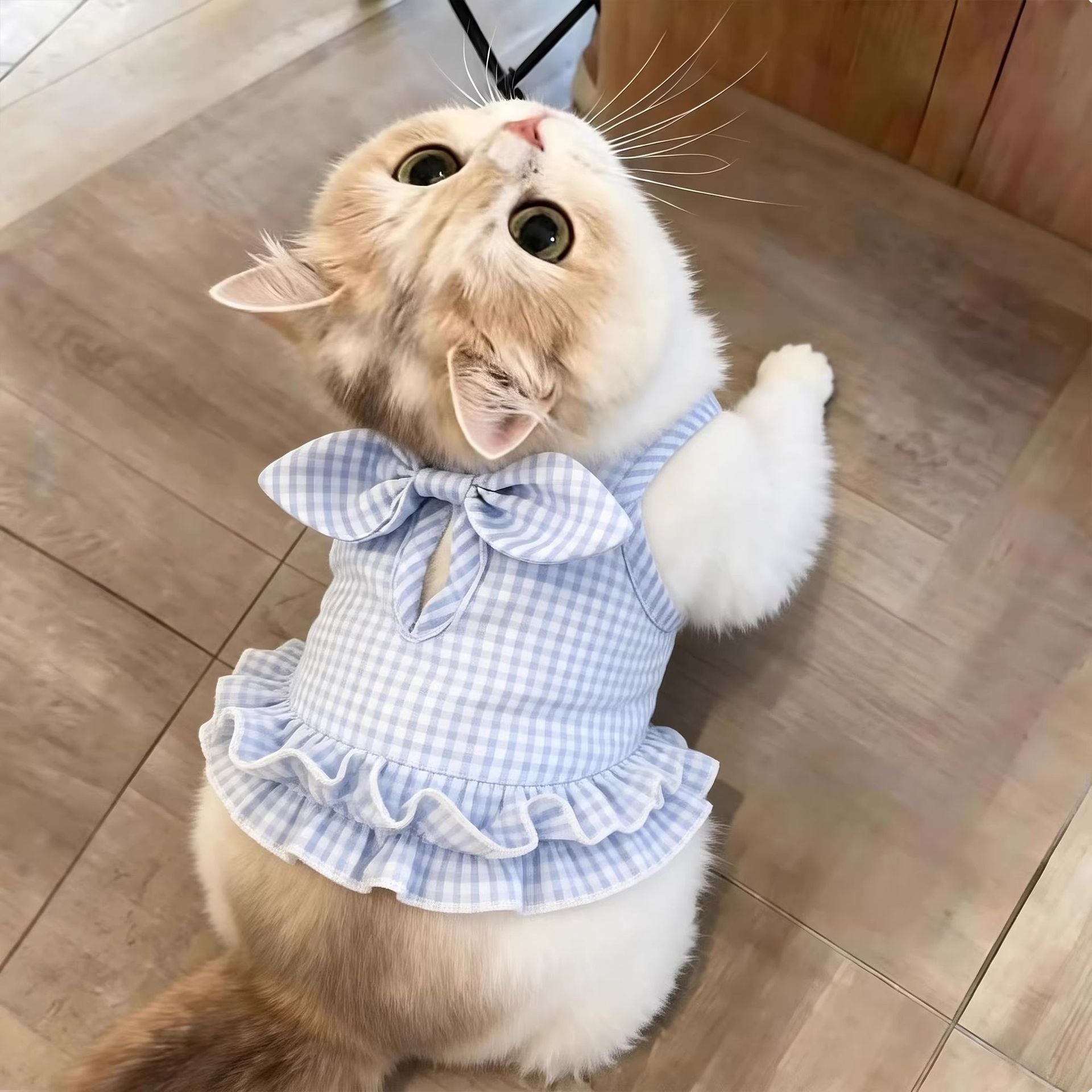 Vêtements de chat Été mince Robe élégante