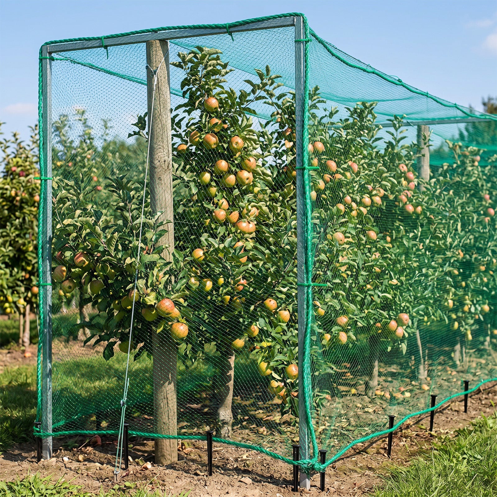 Filet de protection de l'arbre fruitier avec étriers et pinces de fixation pour protéger votre récolte