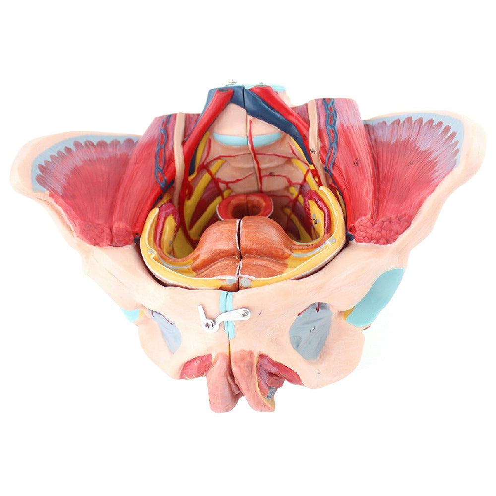 Modèle anatomique des muscles du plancher pelvien attachés à la femelle humaine Pelvis