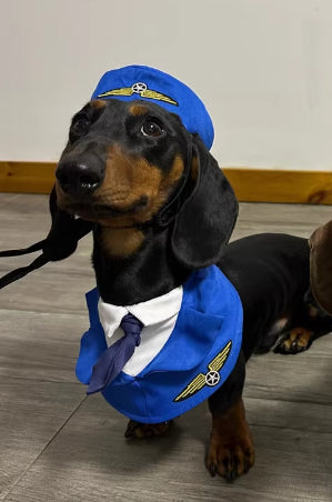Dachshund Dog drôle vêtements Halloween costume