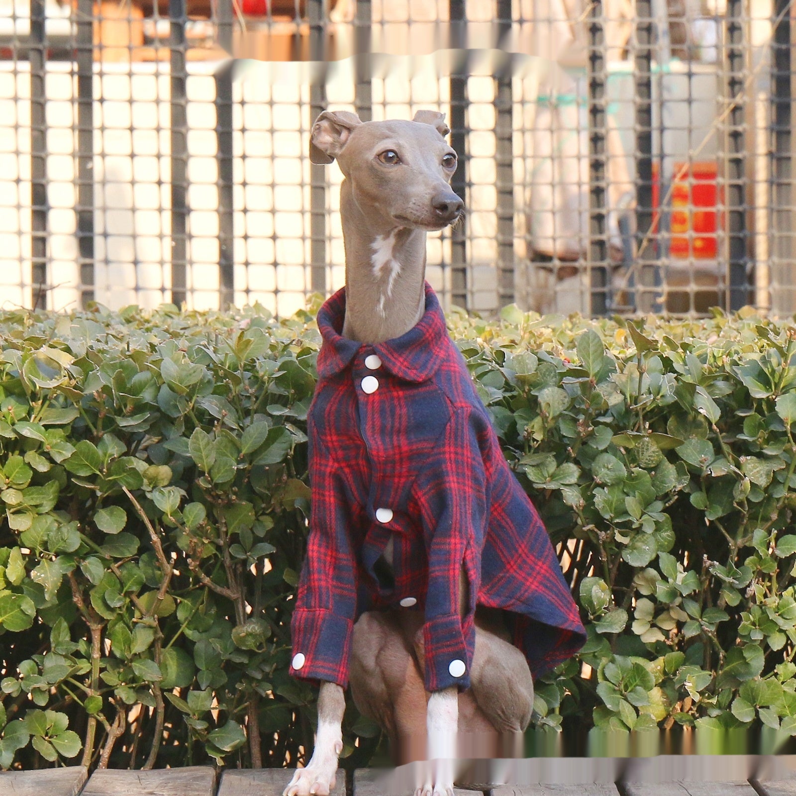 Printemps d'arrivée Plaid chien mode pour les animaux de compagnie