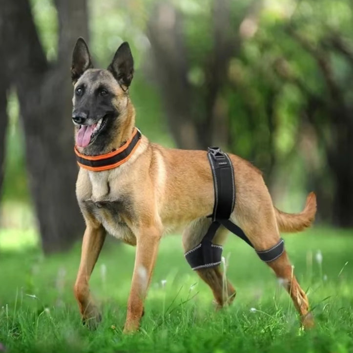 Pet Dog Hip Support Ceinture Orthèse Appareil