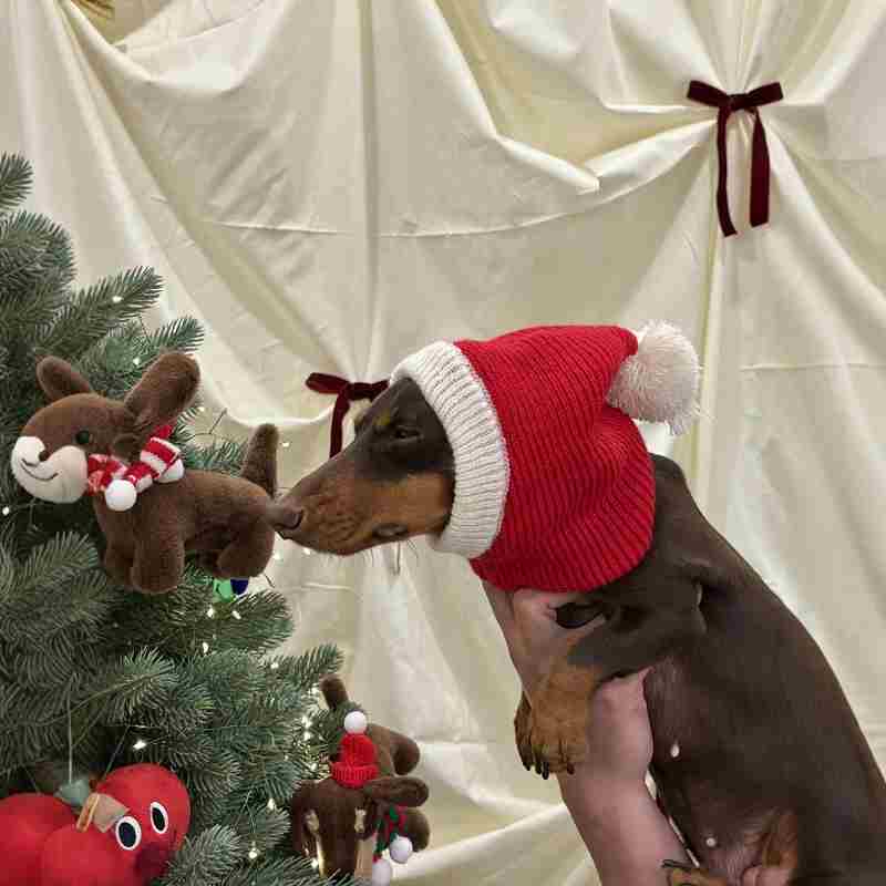 Chapeau Dachshund pour robe de Noël
