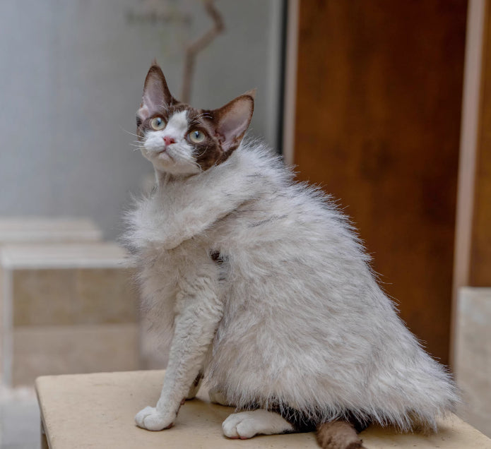 Faux Fox fourrure cuir cheveux courts Cat vêtements sans cheveux