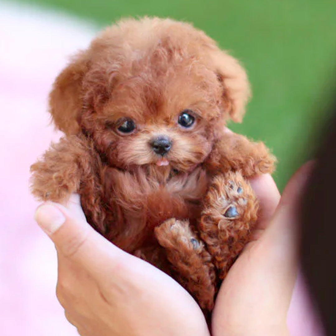 Robot Puppy Poupée en peluche courte