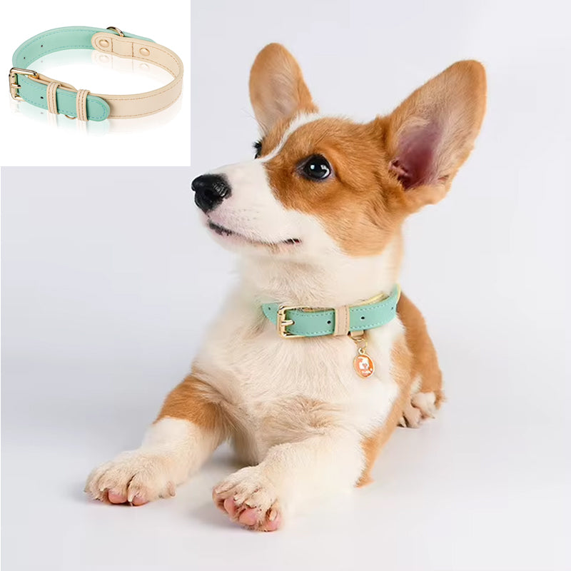 S M L Collier de chien