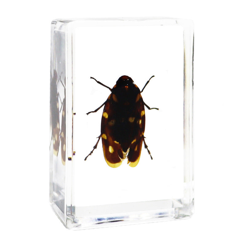 Véritables spécimens d'insectes pour l'éducation biologique et la cryptographie