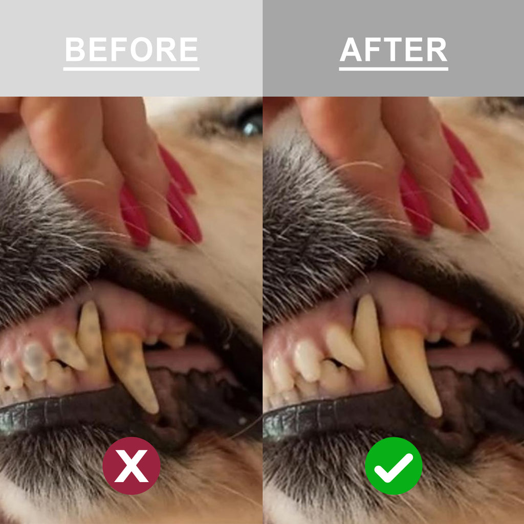 Supplément en poudre pour soins dentaires pour chiens
