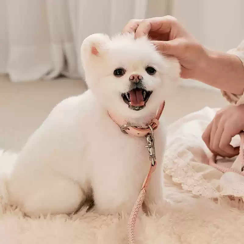 Collier de chien en cuir main tenant corde collier de chien de laisse Pet petite et moyenne taille