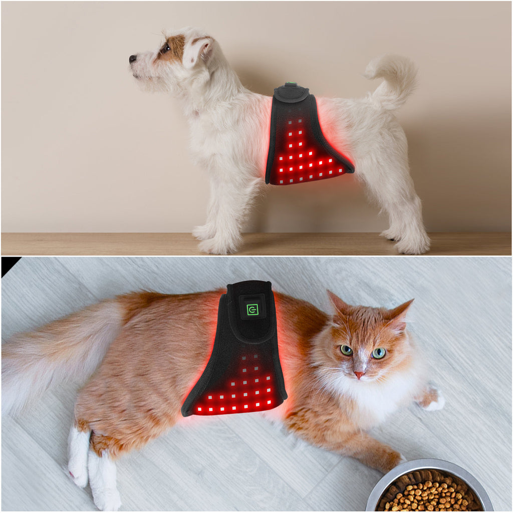 Pet ceinture légère rouge physiothérapie infrarouge