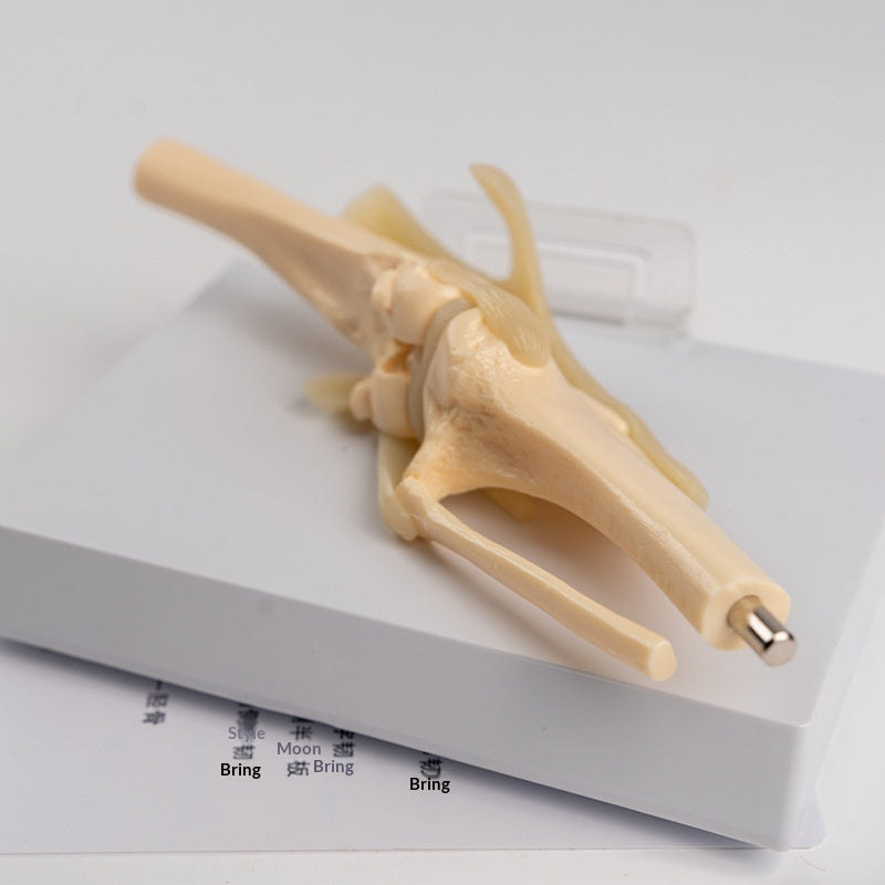 Modèle de squelette de chien en PVC simulé