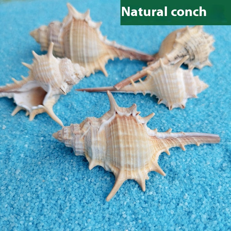 Conch Conch de coquille naturelle 5-9cm Accueil Réservoir de poisson Micro décoration de paysage