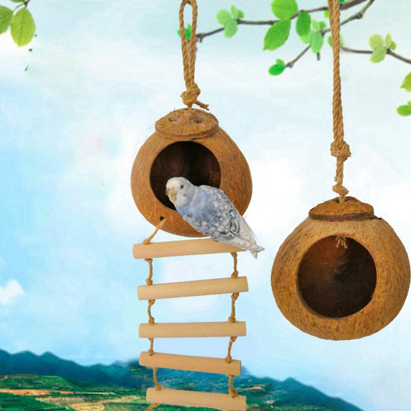 Oiseaux de noix de coco