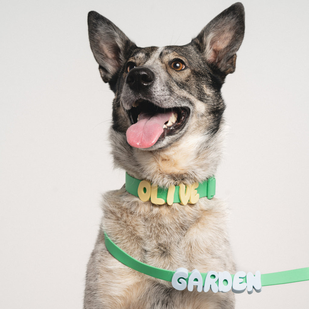 Personalized Name Collar Lettre anglaise Lettre de traction
