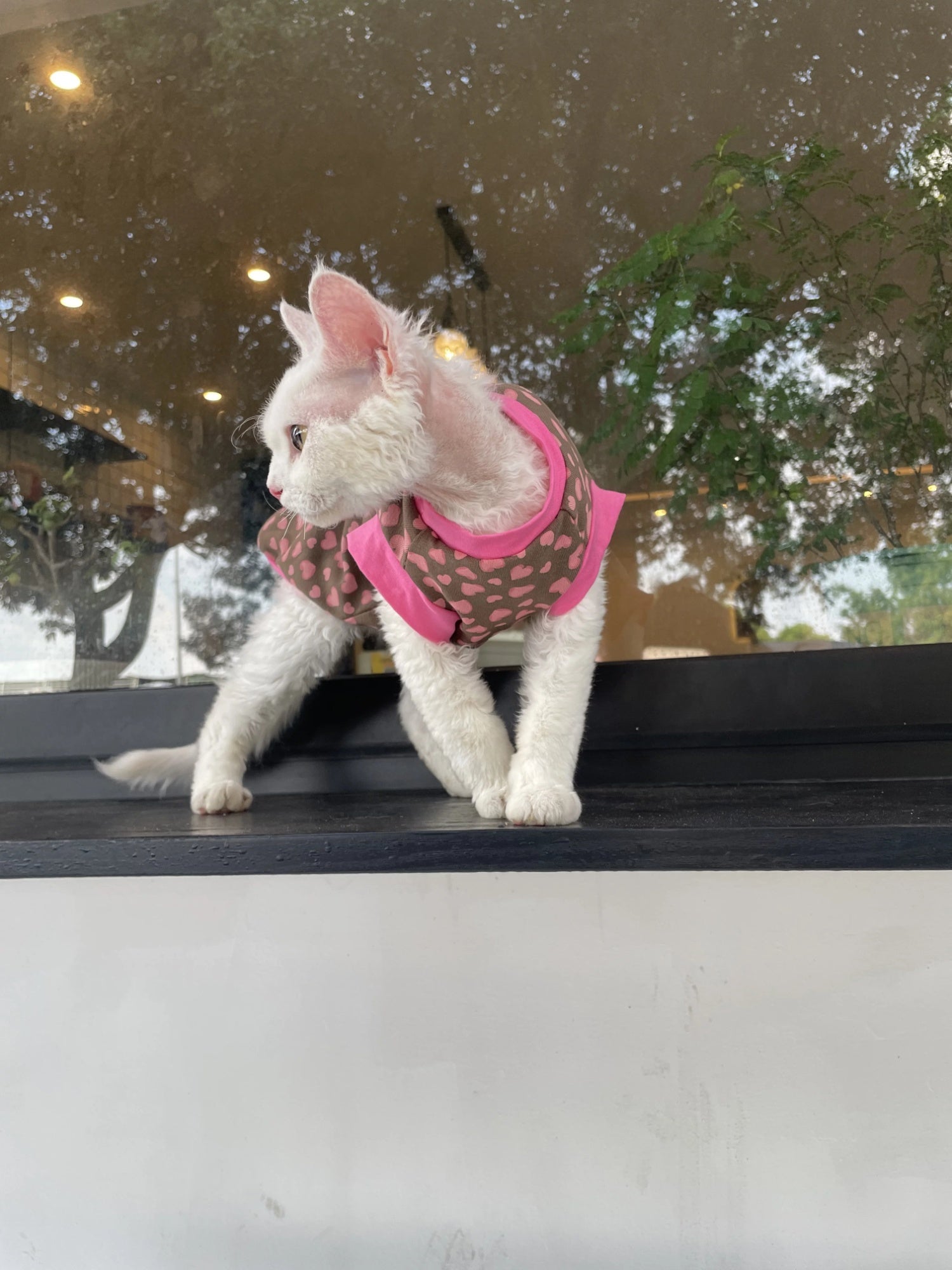 Sphynx Chat Cotton Été Chemise Coeurs Pattern pour chats sans cheveux