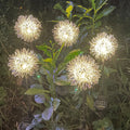 Aluminium Acier Dandelion Led Solar Model Lampe à gazon de jardin