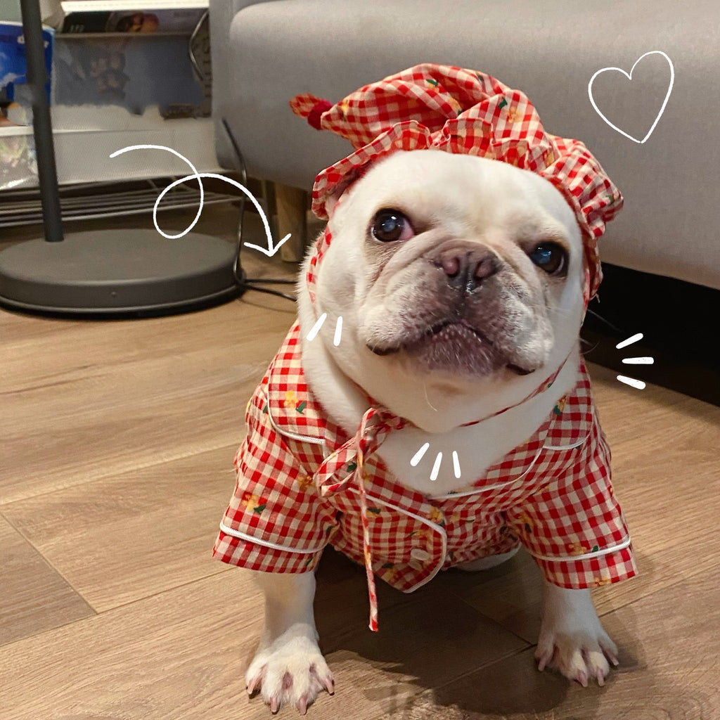 Vêtements, chiens Chats Favoris Teddy Schnauzer
