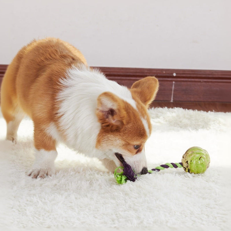 Jouets pour chiens à noeuds de boule