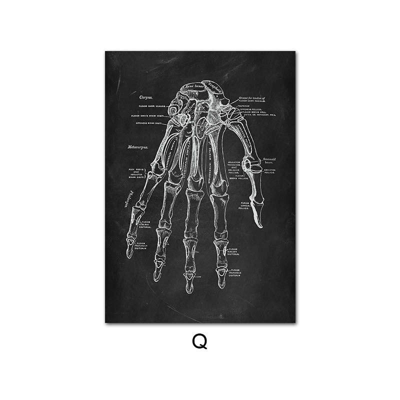 Peinture sur toile du système d'organes de squelette d'anatomie humaine