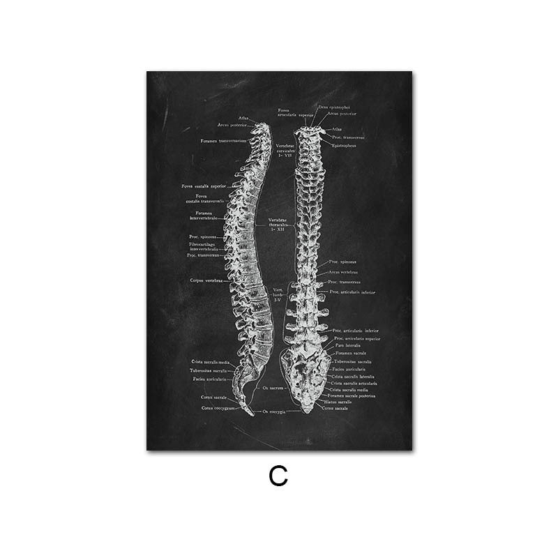 Peinture sur toile du système d'organes de squelette d'anatomie humaine