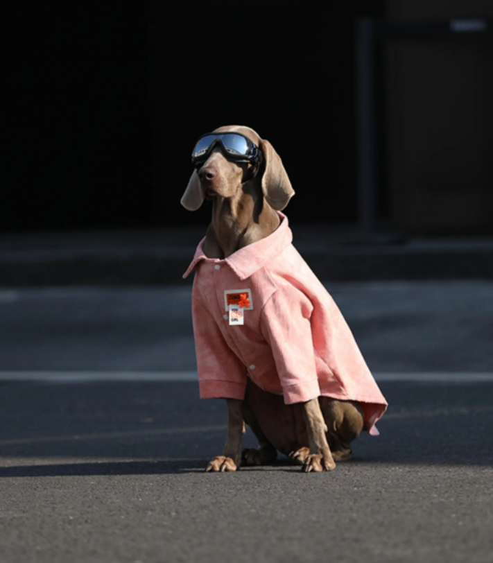 Vêtements de chien pour grandes races Labrador