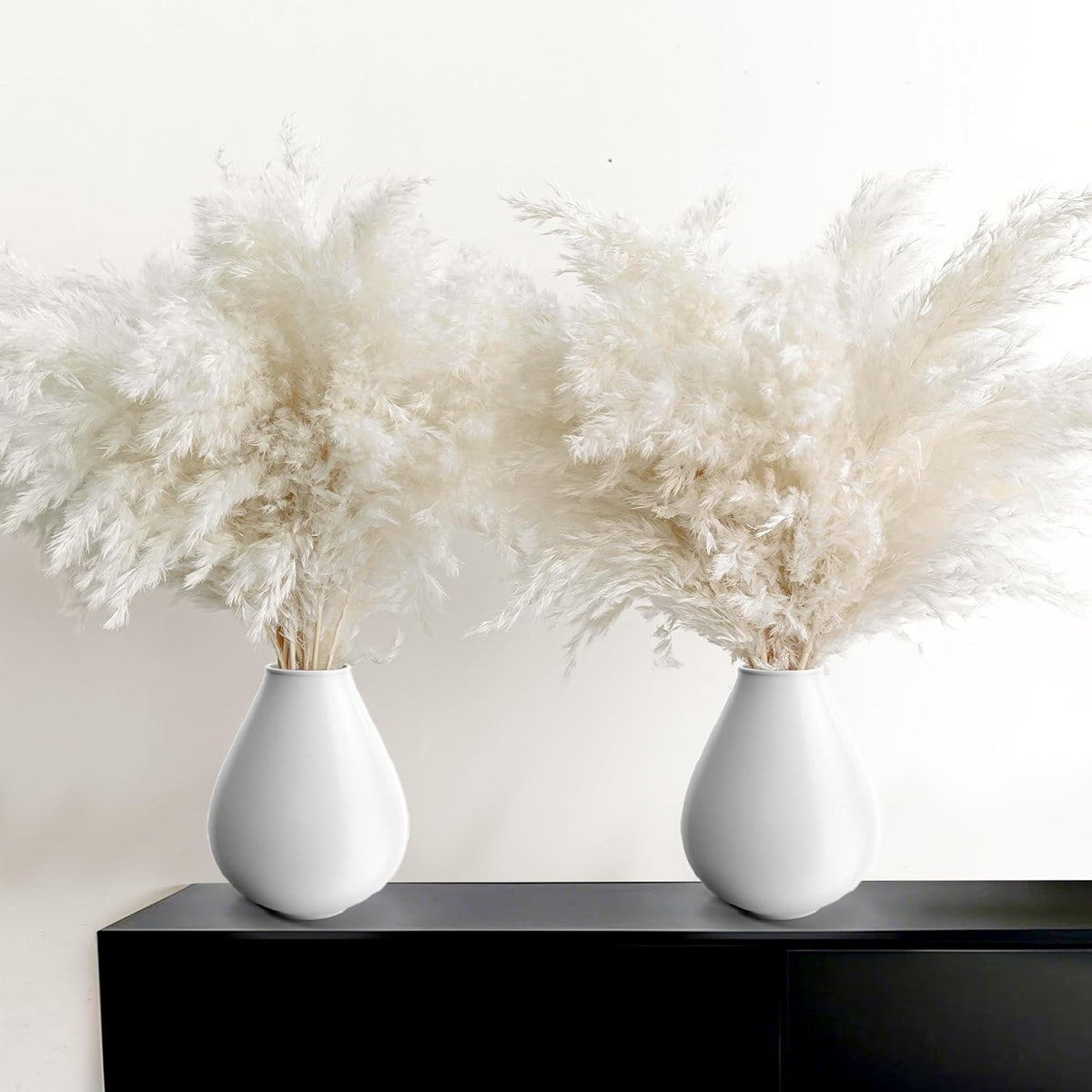 20 Large White Pampas Grass