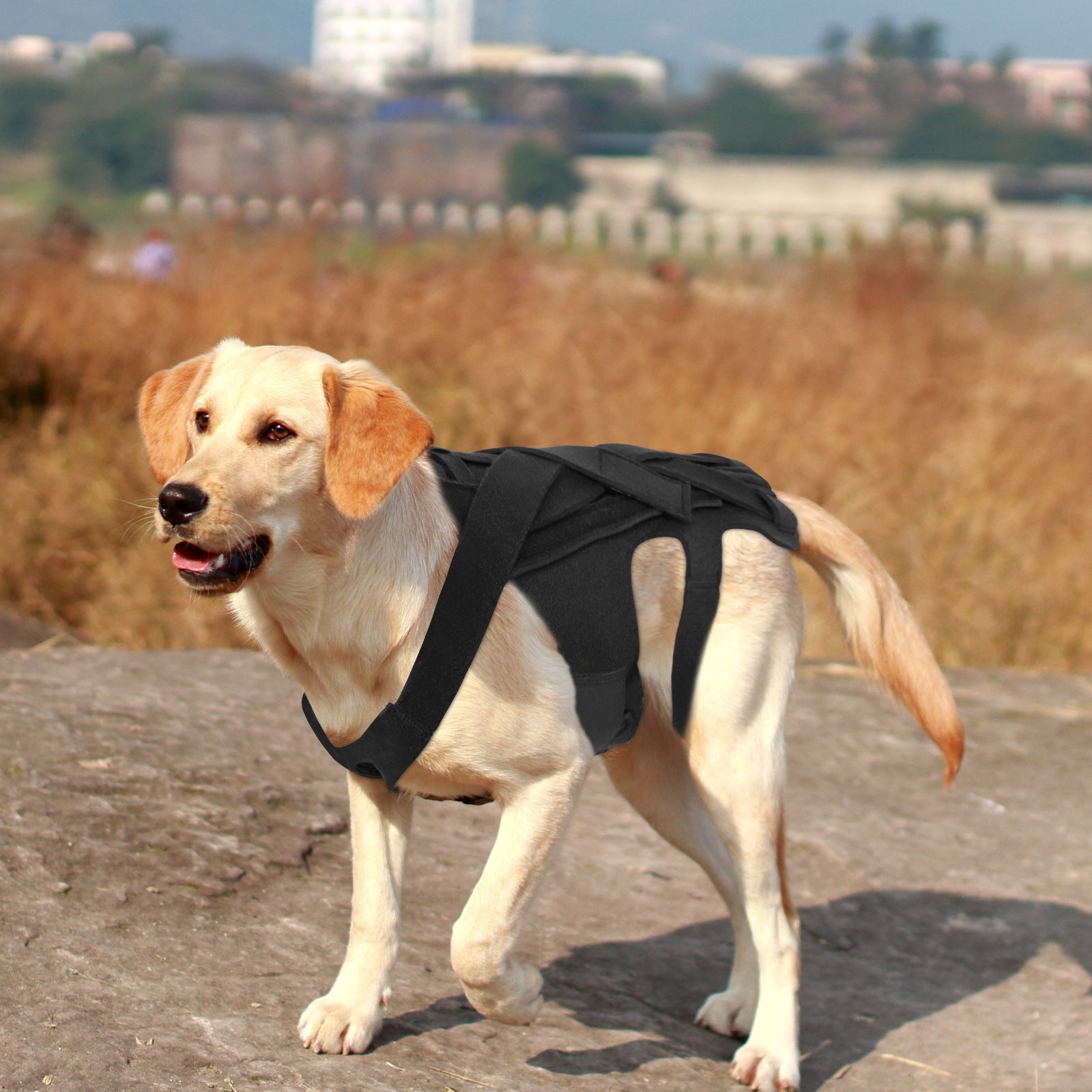 Veste de secours pour chiens de compagnie