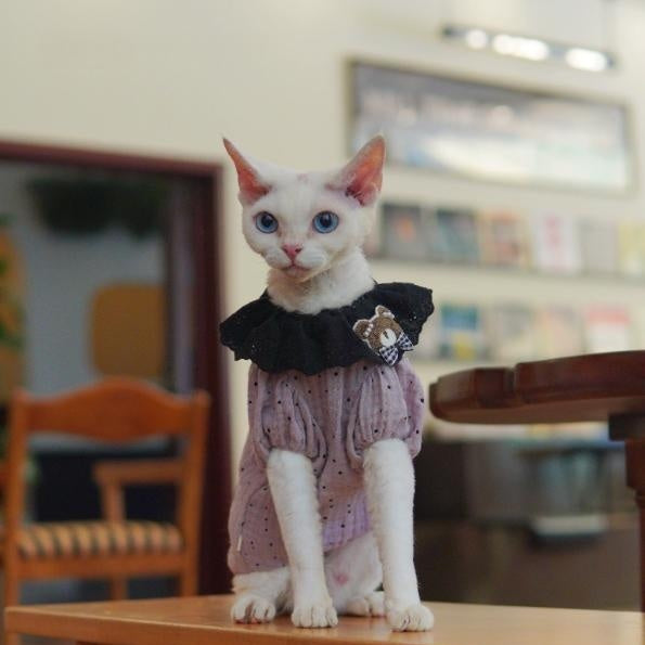 Sphynx Chat Été Violette robe de coton à point de Polka avec collier de dentelle noire et ours en peluche Acce