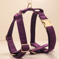 Collier de chien de velours et jeu de tir