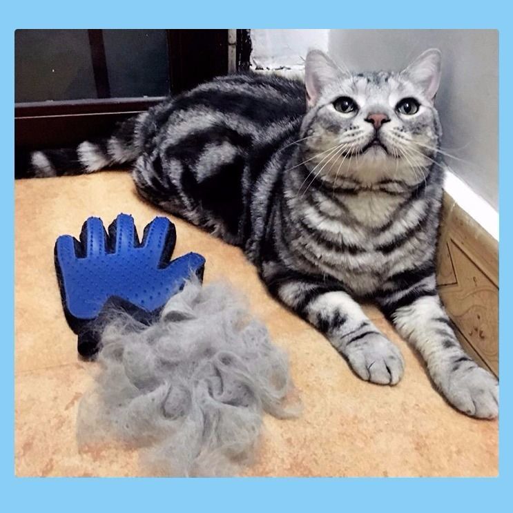 Chat animal de compagnie Grooming