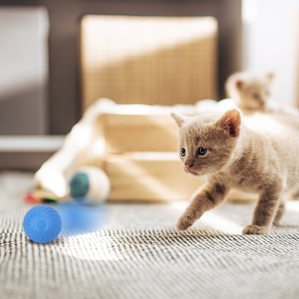 Jouets de chat 1Pc Ball rapide Rolling dans la poche Rechargeable Motion activé Jouets de chat interactifs