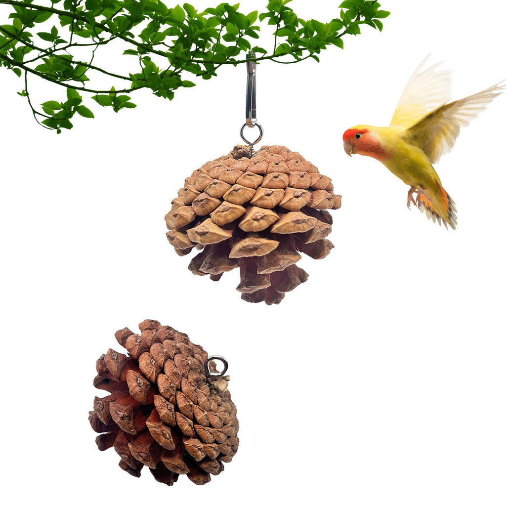 Jouet de bite de perroquet peut accrocher avec des clous de pin Cones