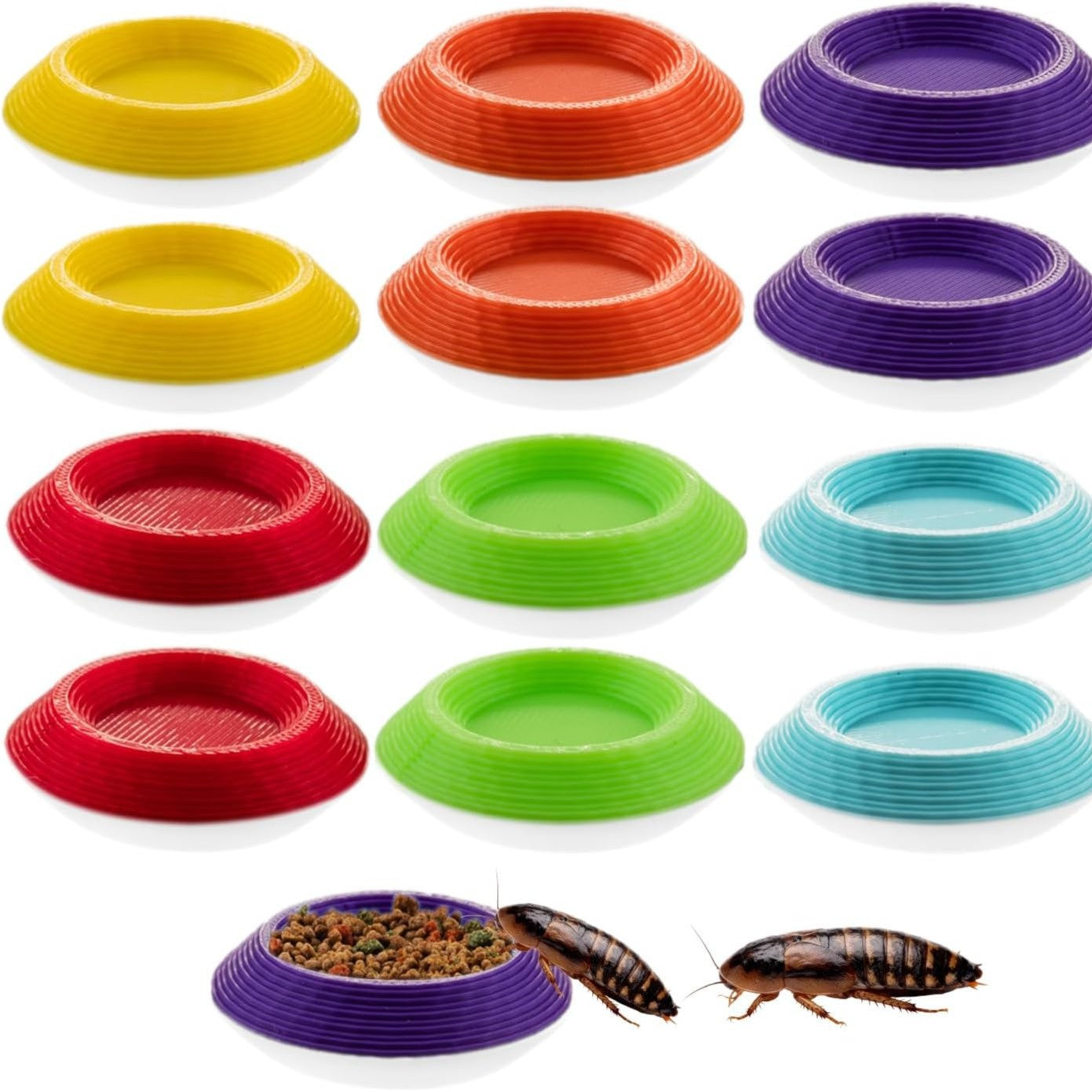 Plats d'alimentation pour 12 Dubia Roach