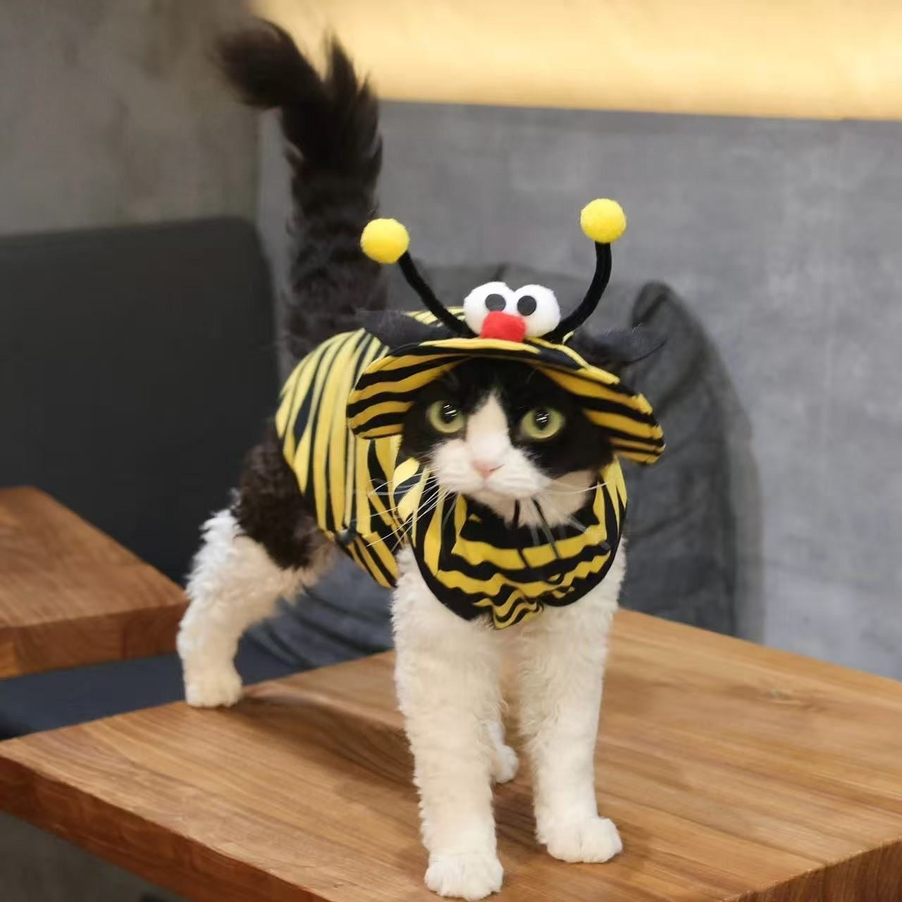 T-shirt d'été à rayures pour chat et chapeau de soleil de raisin 2 pièces