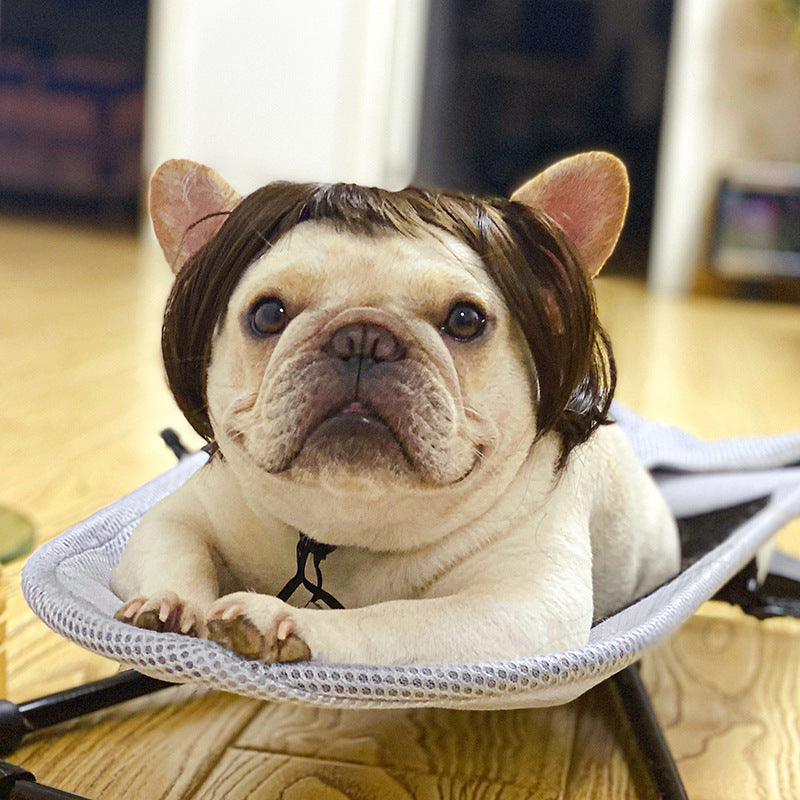 Coiffure de chien