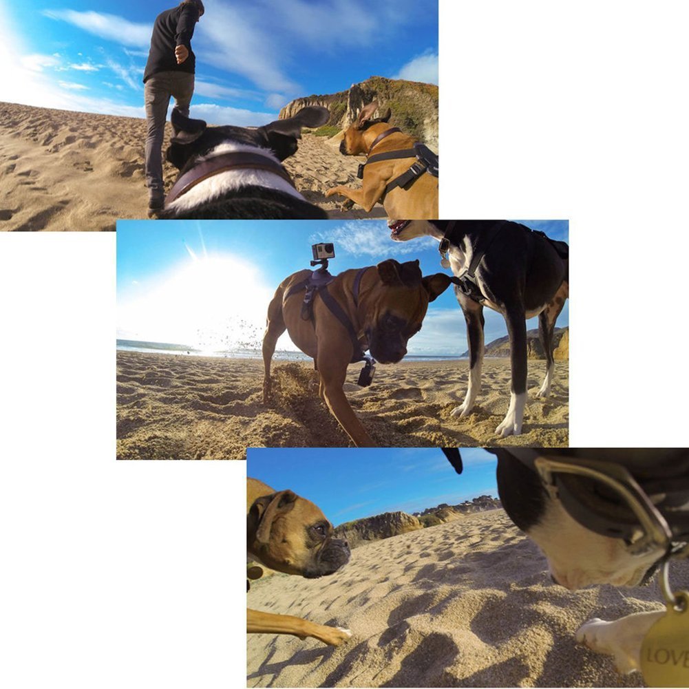 Harnais de chien Strap caméra accessoire pour dualuse dos sur poitrine